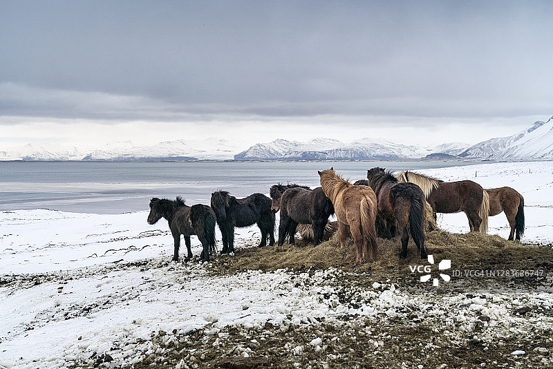 冬季冰岛东南部冰岛马图片素材