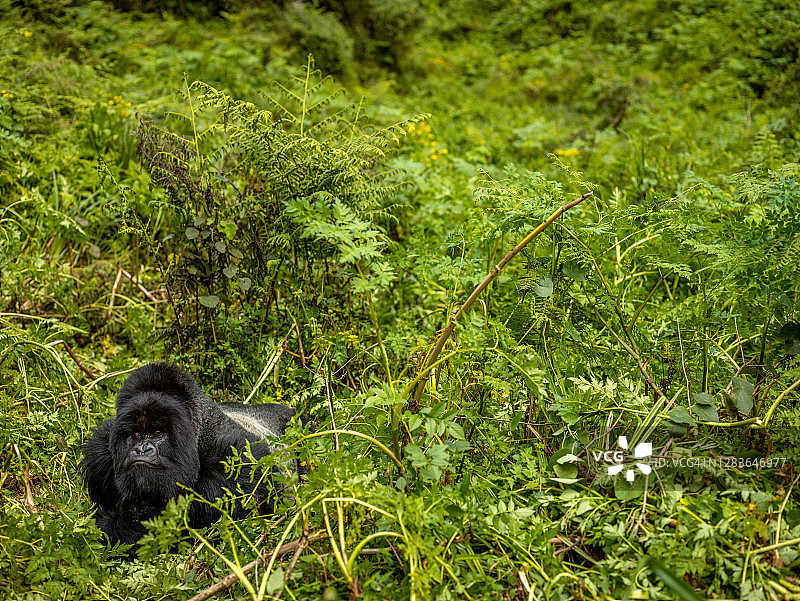 卢旺达火山国家公园的银背山地大猩猩图片素材