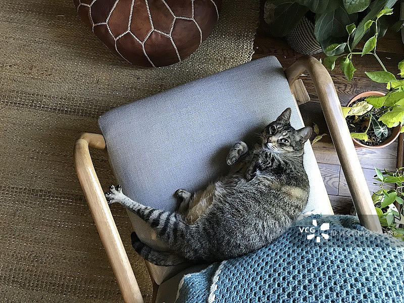 伸展在椅子上的虎斑猫图片素材
