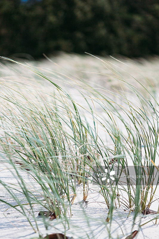 白色沙丘上随风飘动的草图片素材