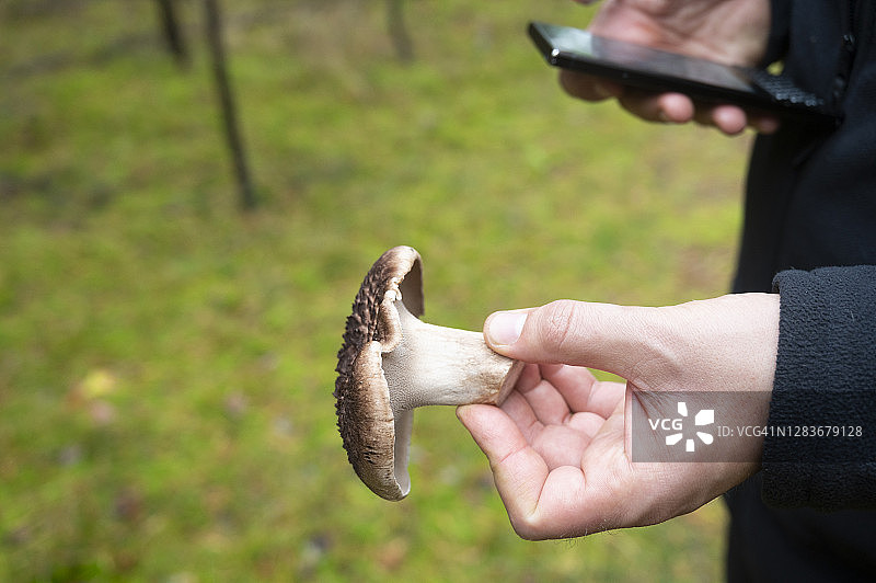 在勃兰登堡，一位路人正在用手机App查看手中的蘑菇是否可以食用图片素材