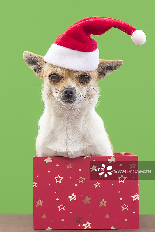 戴着圣诞帽的小狗在礼品盒里图片素材