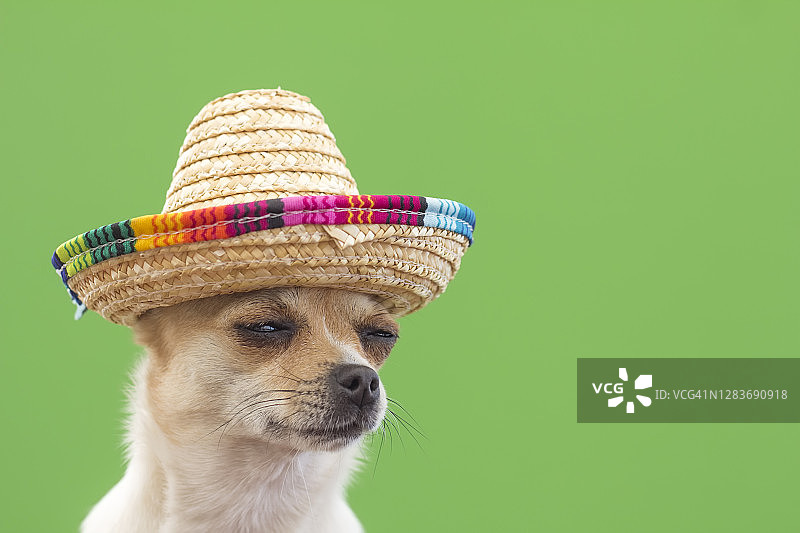 戴着墨西哥帽的狗，绿色背景图片素材