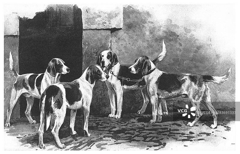 猎兔犬古老雕刻插图图片素材