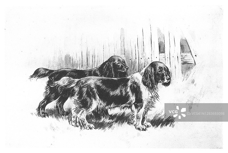 英国可卡犬古董雕刻插图图片素材