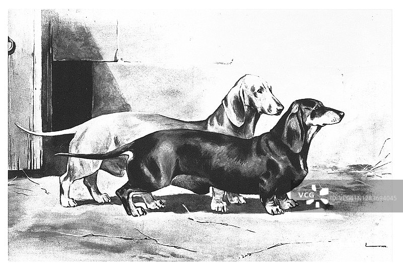 腊肠犬古老雕刻插图图片素材