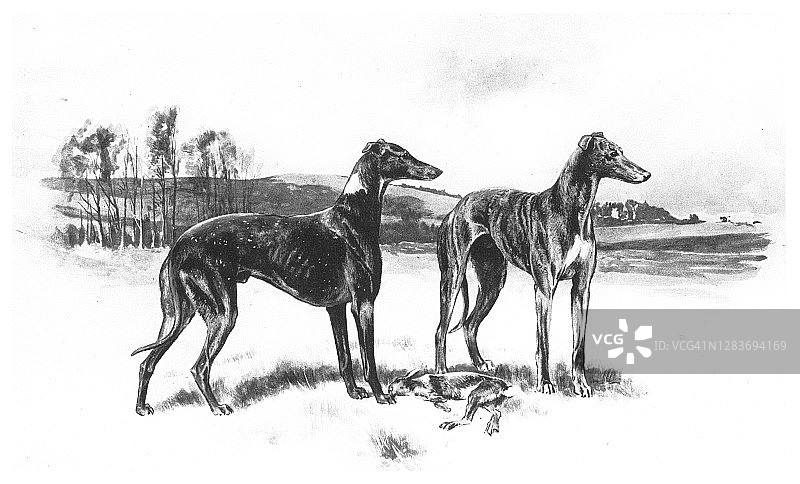 格雷伊猎犬的古老雕刻插图图片素材