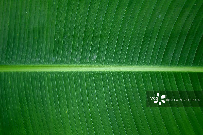 翠绿叶片图片素材