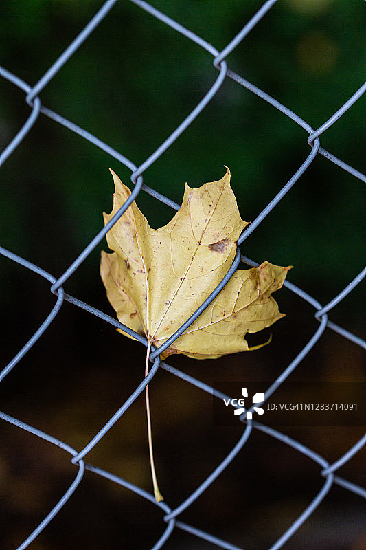 一片枯萎的黄色秋季枫叶图片素材