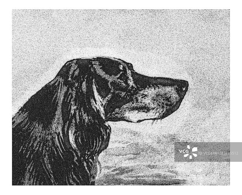 黑色棕褐色塞特犬（戈登塞特犬）古版画插图图片素材