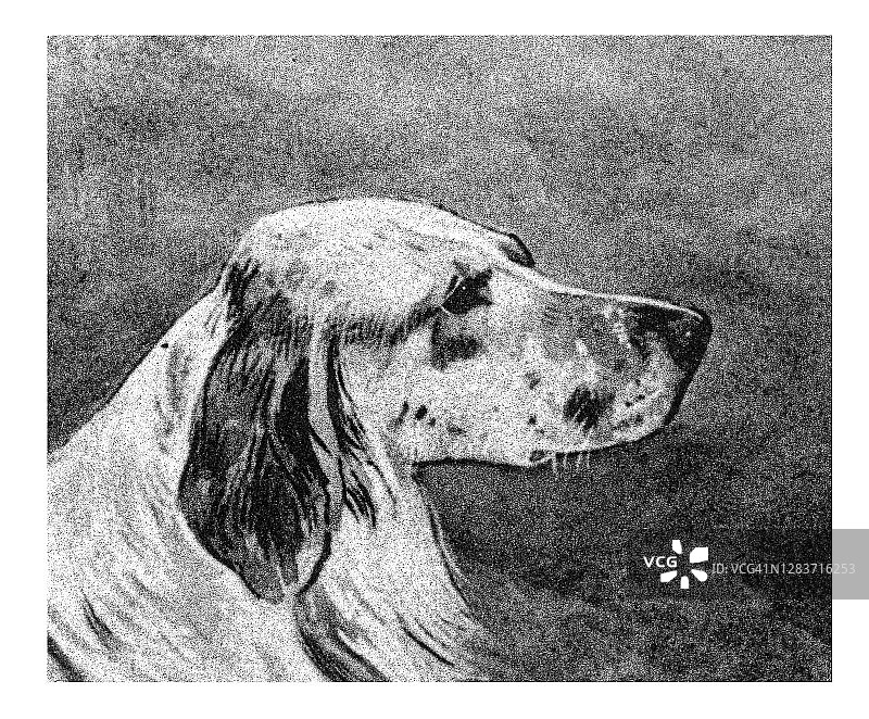 英国塞特犬的古老雕刻插图图片素材