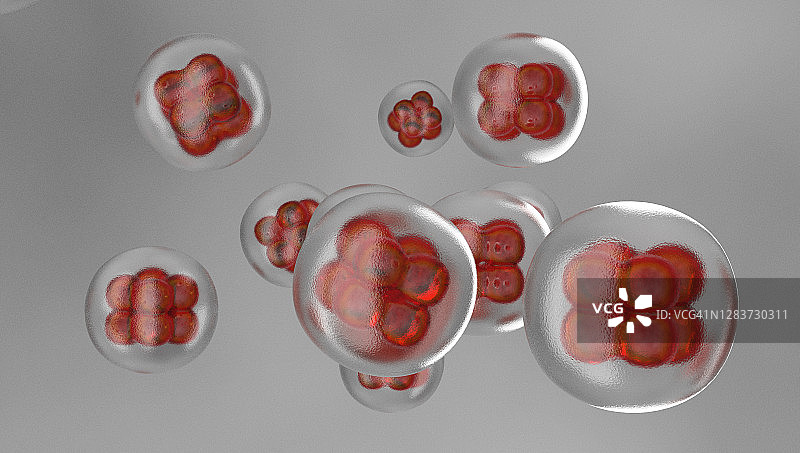 显微镜下的人体细胞有丝分裂图片素材