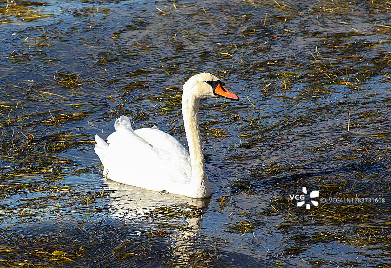 孤独的天鹅游弋在黑海受污染的水域中图片素材