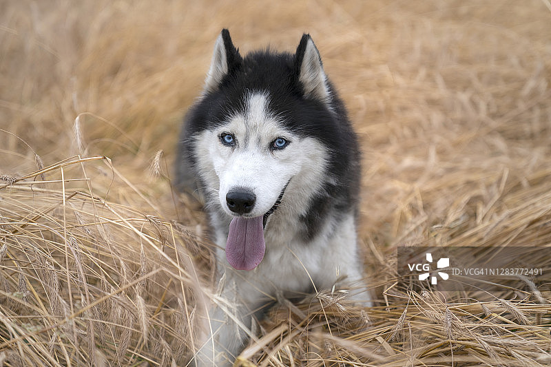 哈士奇躺在农作物中图片素材