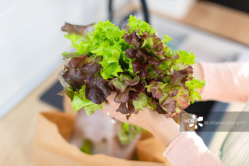 手持紫叶生菜图片素材