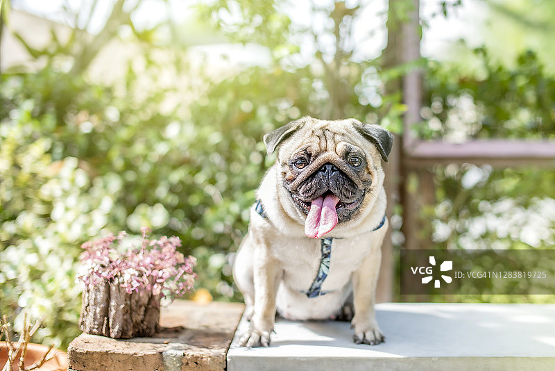 花园里的可爱小狗（巴哥犬）图片素材