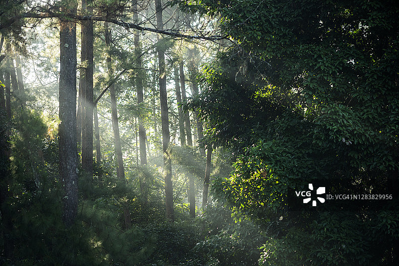 自然的韵律与和谐图片素材