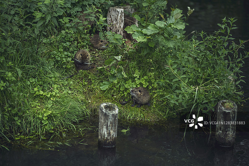 勃兰登堡施普雷瓦尔德森林中的海狸图片素材