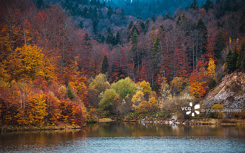 秋色中的美丽山地湖泊和松树林图片素材