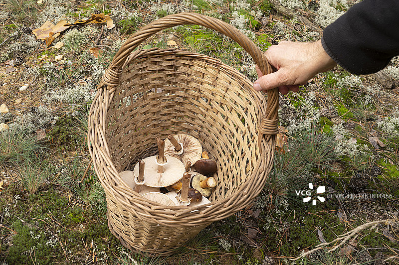 男子在德国勃兰登堡的森林里捡到一个装满蘑菇的柳条筐图片素材