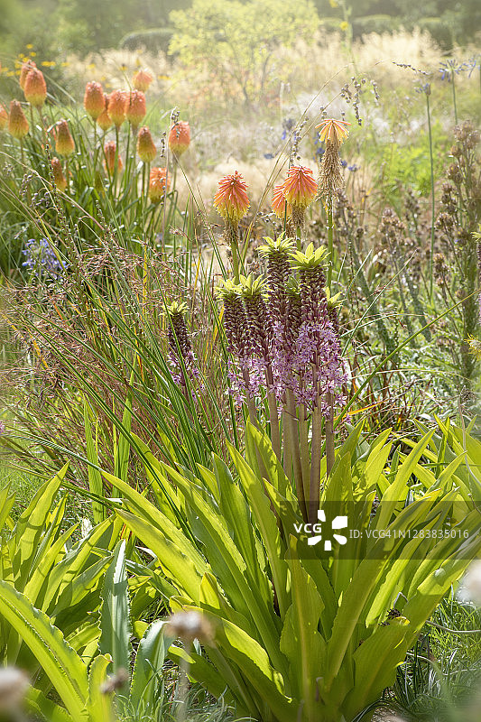 美丽的夏季凤梨百合花图片素材