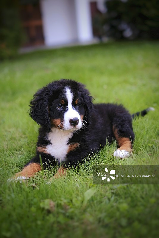 草地上的伯恩山犬幼犬图片素材
