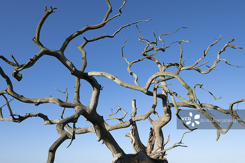 蓝天下的枯树图片素材