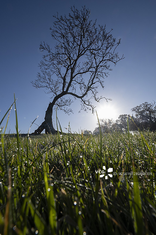 孤零零的弯曲的树图片素材