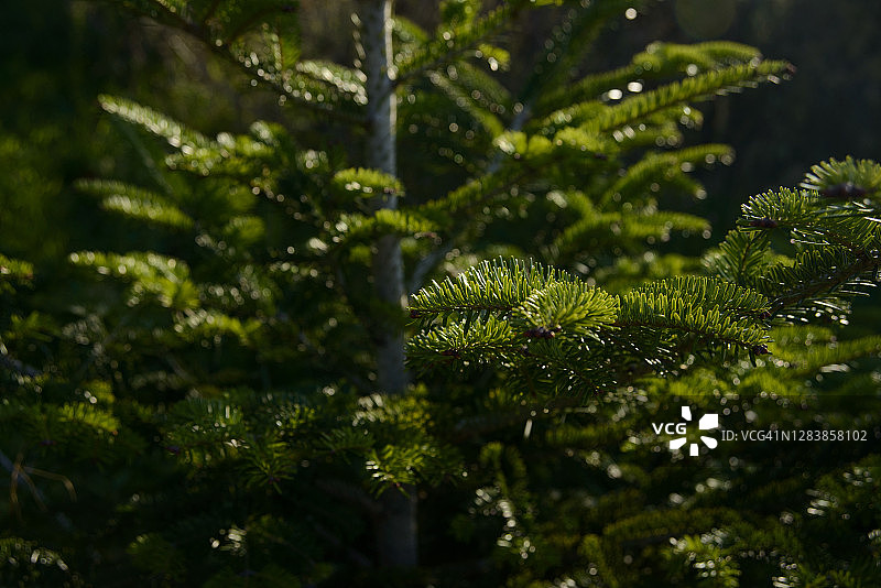 欧洲银冷杉或银冷杉图片素材
