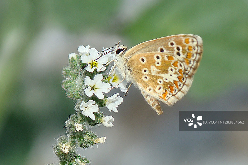 南方棕色阿尔古斯图片素材