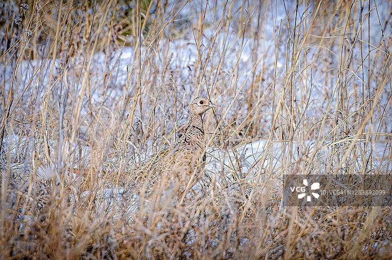 在寒冷的1月，内布拉斯加州瓦伦丁附近的尼奥布拉拉堡国家野生动物保护区雪地里的一只雌性环颈雉图片素材