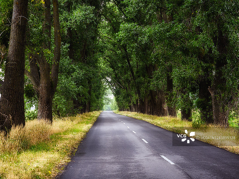 夏季结束的风景：穿过高大树木的沥青路图片素材