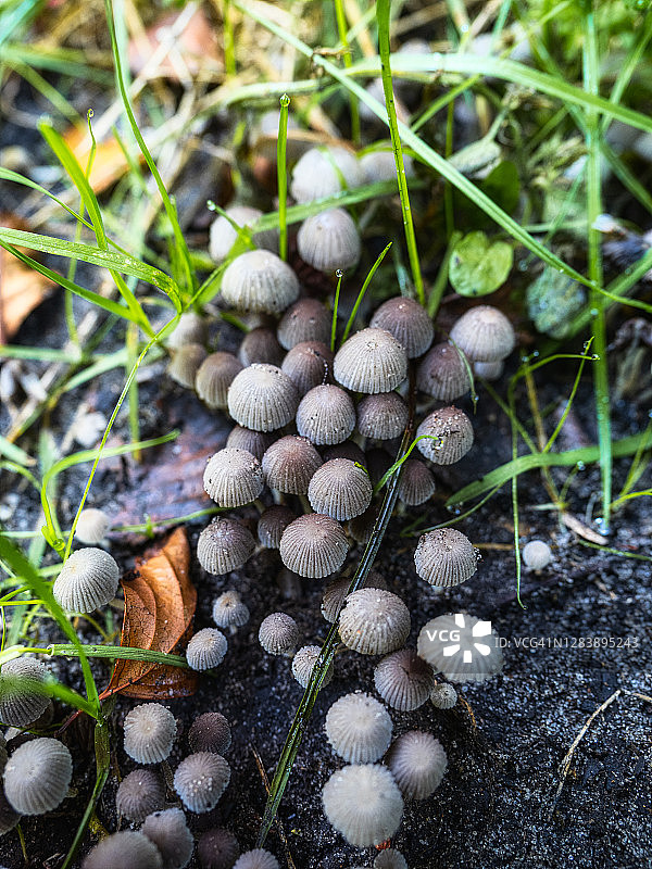 真菌群落：毒菌图片素材