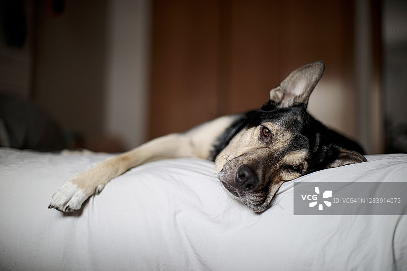 家犬在房间的床上休息图片素材
