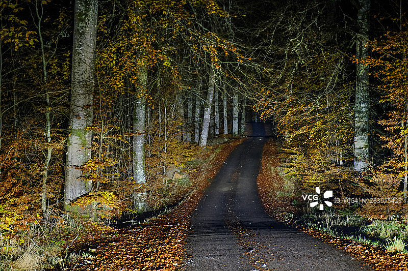 夜间，汽车前灯照亮的秋季山毛榉林中的窄路图片素材