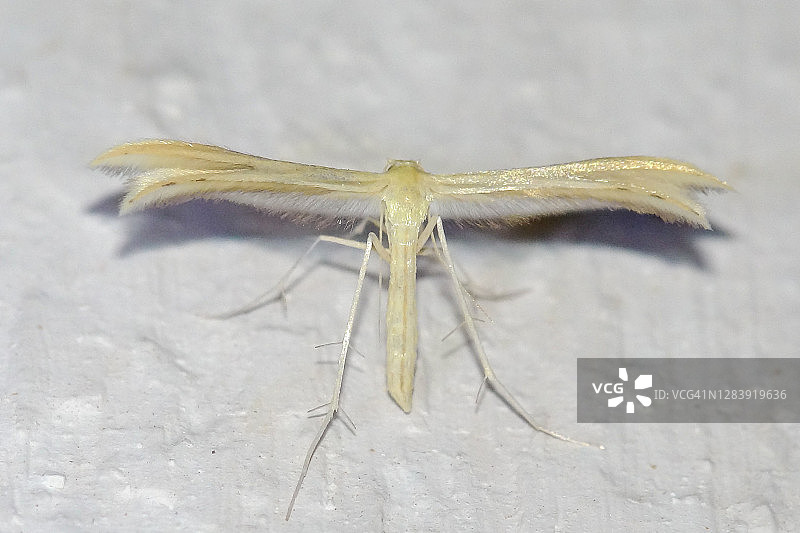 羽蛾（Tabulaephorus punctinervis）图片素材