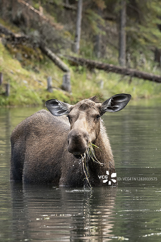 阿拉斯加池塘中觅食的雌驼鹿图片素材
