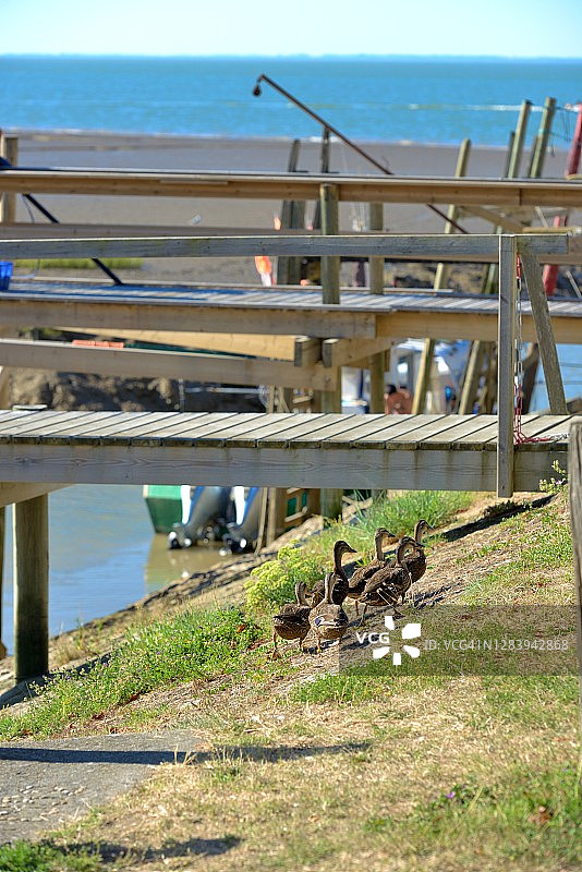 吉伦特河畔塔尔蒙：港口中的一群鸭子图片素材