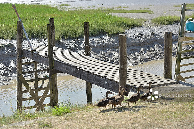 吉伦特河畔塔尔蒙：港口中的一群鸭子图片素材