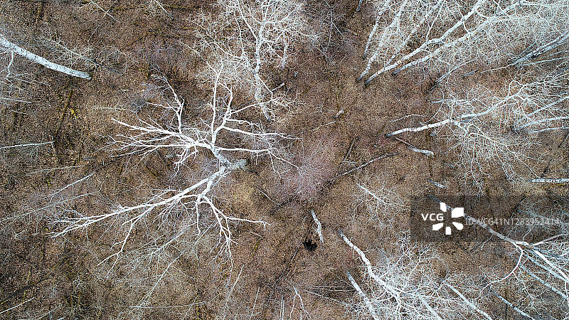 与幼崽一起睡觉的黑熊图片素材