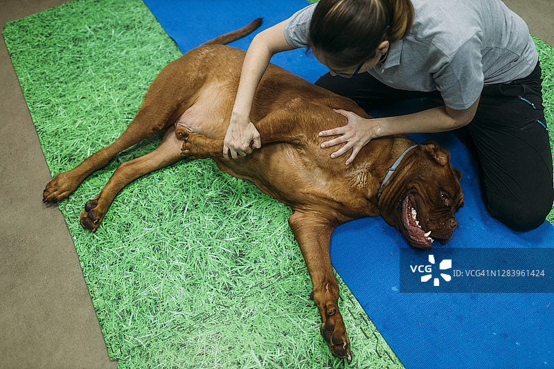 女理疗师在中心为法国老獒犬做按摩图片素材