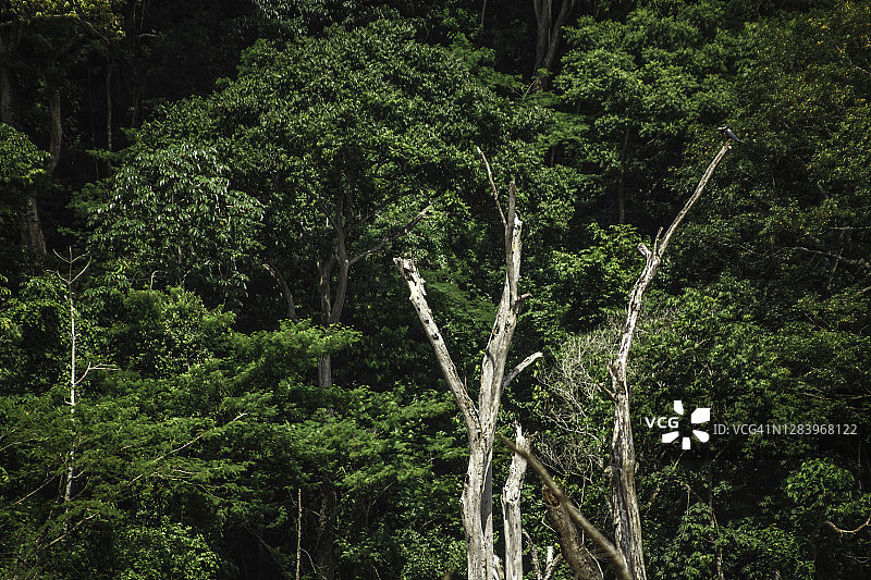 委内瑞拉苏利亚州佩里哈山国家公园远眺热带雨林图片素材