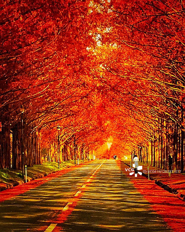 日本的秋叶（牧野高原上的水杉树行）图片素材