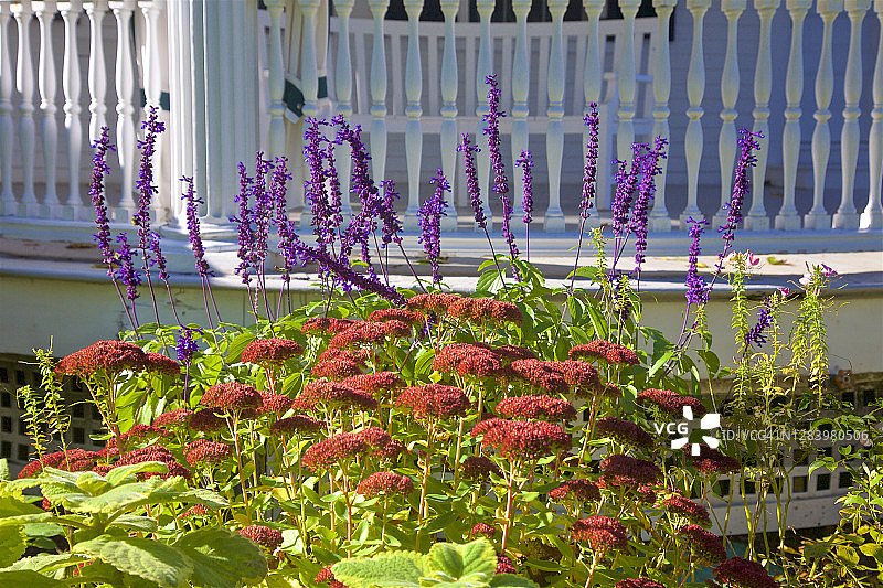 景天和鼠尾草特写图片素材