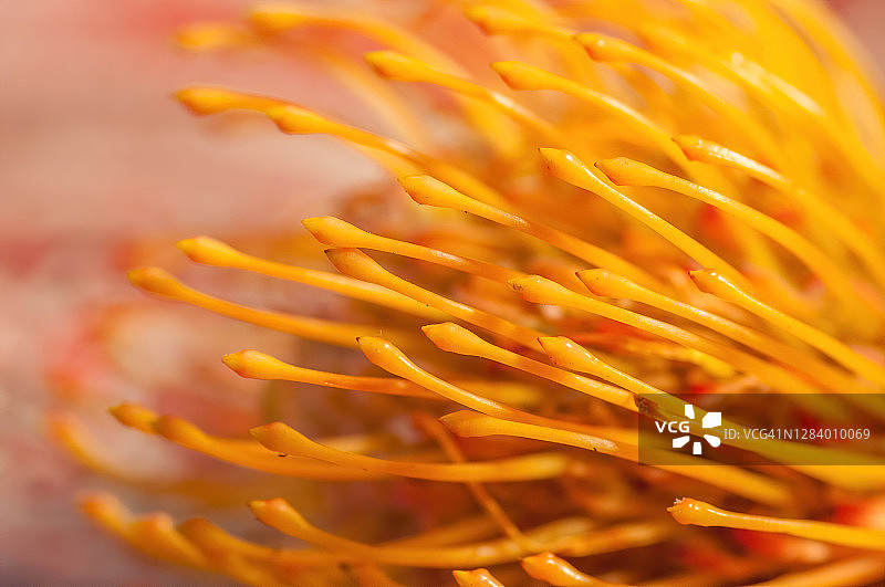 针垫花图片素材