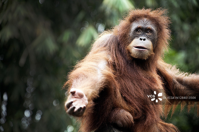 有趣的猩猩图片素材