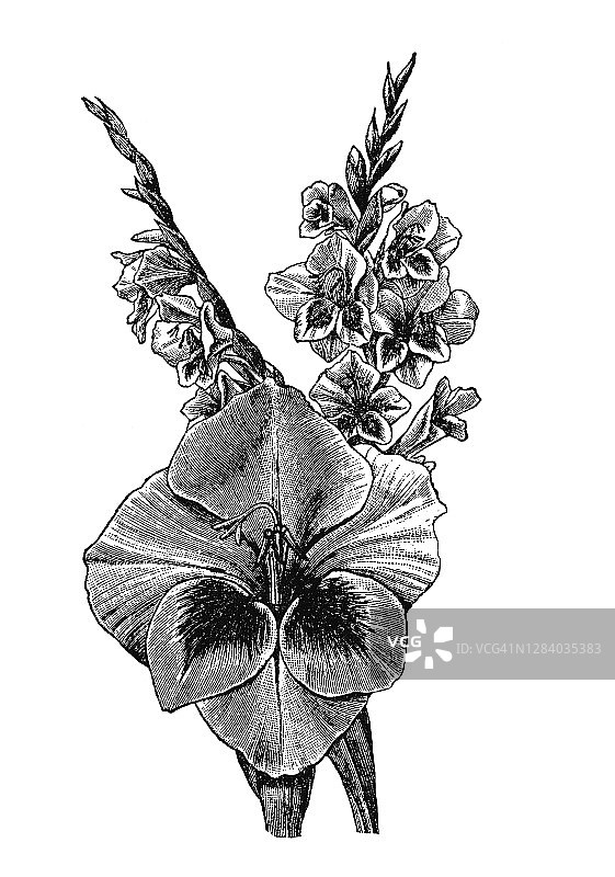 植物学古版画：唐菖蒲 - 多年生球茎开花植物图片素材