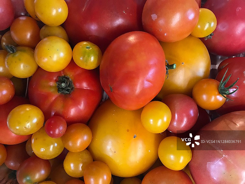 新鲜采摘的番茄图片素材