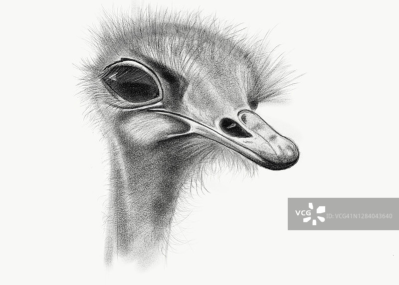 鸵鸟头部特写插画图片素材