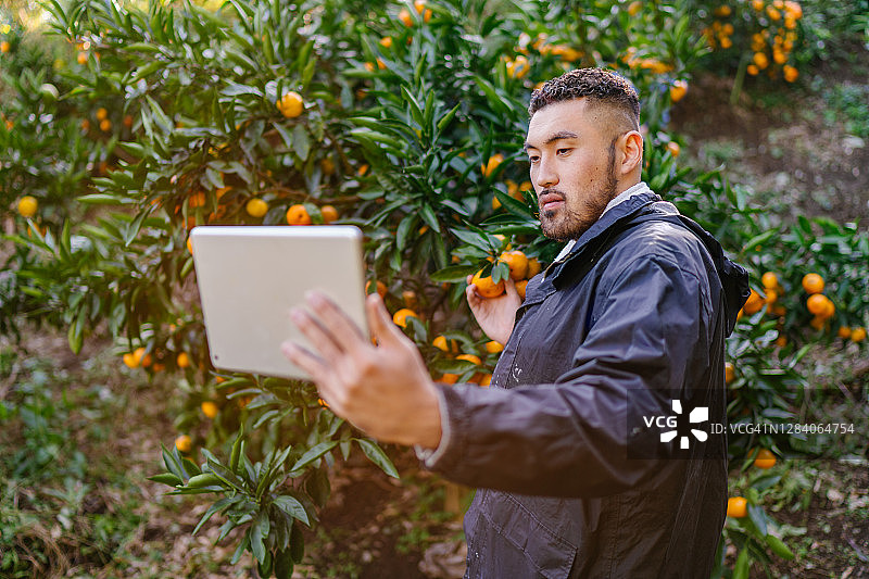 使用平板电脑收获成熟橘子的年轻男农民图片素材
